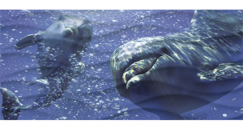 Колекція WAVE DOLPHINS 